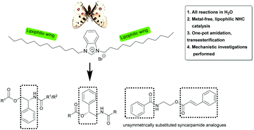 Graphical abstract: Lipophilic NHC assisted one-pot synthesis of syncarpamide analogues in aqueous medium