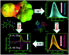 Graphical abstract: An amide probe as a selective Al3+ and Fe3+ sensor inside the HeLa and a549 cell lines: Pictet–Spengler reaction for the rapid detection of tryptophan amino acid