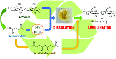 Graphical abstract: Levulinate amidinium protic ionic liquids (PILs) as suitable media for the dissolution and levulination of cellulose