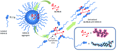 Graphical abstract: Nanoreactors for the multi-functionalization of poly-histidine fragments