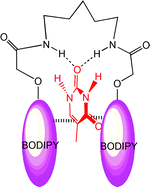 Graphical abstract: A fluorescent sensor for thymine based on bis-BODIPY containing butanediamido bridges