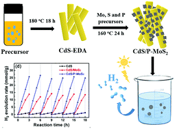 Graphical abstract: Phosphorus-doped molybdenum disulfide facilitating the photocatalytic hydrogen production activity of CdS nanorod