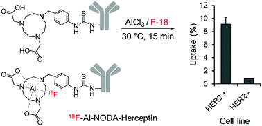 Graphical abstract: Direct radiofluorination of a heat-sensitive antibody by Al–18F complexation