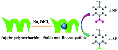 Graphical abstract: Highly biocompatible jujube polysaccharide-stabilized palladium nanoparticles with excellent catalytic performance