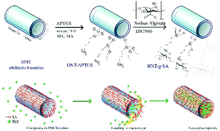 Graphical abstract: Fabrication and characterization of biocompatible pH responsive halloysite nanotubes grafted with sodium alginate for sustained release of phenytoin sodium