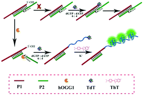 Graphical abstract: Simple label-free and sensitive fluorescence determination of human 8-oxoG DNA glycosylase 1 activity and inhibition via TdT-assisted sequence extension amplification