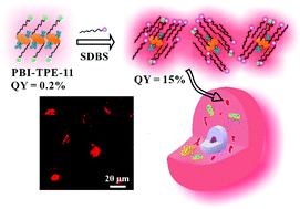Graphical abstract: Water-soluble and highly emissive near-infrared nano-probes by co-assembly of ionic amphiphiles: towards application in cell imaging