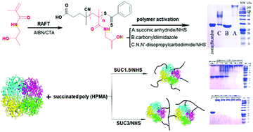 Graphical abstract: Applications of RAFT polymerization for chemical and enzymatic stabilization of l-asparaginase conjugates with well-defined poly(HPMA)