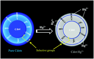 Graphical abstract: Lowering the detection limit towards nanomolar mercury ion detection via surface modification of N-doped carbon quantum dots