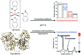 Graphical abstract: Induction of transferrin aggregation by indazolium [tetrachlorobis(1H-indazole)ruthenate(iii)] (KP1019) and its biological function