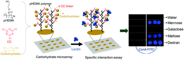 Graphical abstract: Fabrication of carbohydrate microarrays on poly(2-hydroxyethyl methacrylate)-cyanuric chloride-modified substrates for the analysis of carbohydrate–lectin interactions