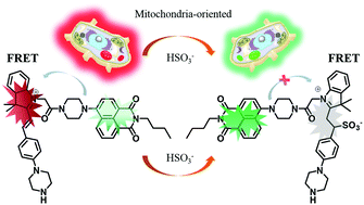 Graphical abstract: A mitochondria-oriented fluorescent probe for ultrafast and ratiometric detection of HSO3− based on naphthalimide–hemicyanine