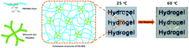 Graphical abstract: Transparent thermo-responsive poly(N-isopropylacrylamide)-l-poly(ethylene glycol)acrylamide conetwork hydrogels with rapid deswelling response