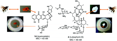 Graphical abstract: Actinobacteria associated with stingless bees biosynthesize bioactive polyketides against bacterial pathogens