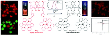 Graphical abstract: A luminescent on–off probe based calix[4]arene linked through triazole with ruthenium(ii) polypyridine complexes to sense copper(ii) and sulfide ions