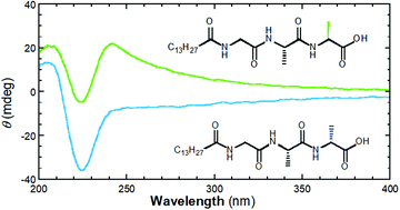 Graphical abstract: A “center-determination” phenomenon of C13H27CO-Gly-Ala-Ala lipotripetides: relationship between the molecular chirality and handedness of organic self-assemblies