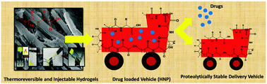 Graphical abstract: In search of bioinspired hydrogels from amphiphilic peptides: a template for nanoparticle stabilization for the sustained release of anticancer drugs