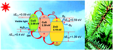 Graphical abstract: Enhanced photocatalytic activity of a pine-branch-like ternary CuO/CuS/ZnO heterostructure under visible light irradiation