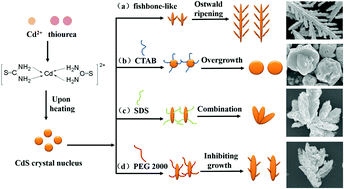 Graphical abstract: Synthesis, growth mechanism and photocatalytic property of CdS with different kinds of surfactants