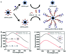 Graphical abstract: A new method for the in situ assay of α-glucosidase activity and inhibitor screening through an enzyme substrate-mediated DNA hybridization chain reaction