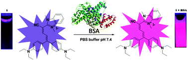 Graphical abstract: A “turn-on” Michler's ketone–benzimidazole fluorescent probe for selective detection of serum albumins