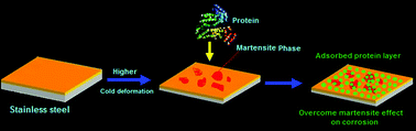 Graphical abstract: Eliminating the negative effect of cold deformation on the corrosion resistance of austenitic stainless steel in the presence of a protein