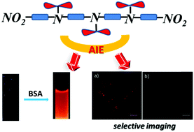 Graphical abstract: A nitro-capped tetraaniline derivative with AIE features for BSA detection and the selective imaging of Gram-positive bacteria