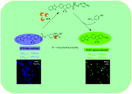 Graphical abstract: A high-sensitivity fluorescent probe with a self-immolative spacer for real-time ratiometric detection and imaging of alkaline phosphatase activity