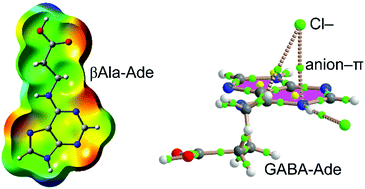 Graphical abstract: Crystal structures of N6-modified-amino acid related nucleobase analogs (II): hybrid adenine-β-alanine and adenine-GABA molecules