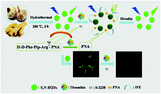 Graphical abstract: Biomass-based quantum dots co-doped with sulfur and nitrogen for highly sensitive detection of thrombin and its inhibitor