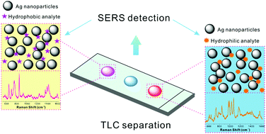 Graphical abstract: A fast response TLC-SERS substrate for on-site detection of hydrophilic and hydrophobic adulterants in botanical dietary supplements
