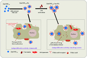 Graphical abstract: A biomolecule-assisted one-pot synthesis of zinc oxide nanoparticles and its bioconjugate with curcumin for potential multifaceted therapeutic applications