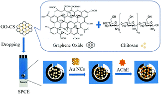 Graphical abstract: The development of a novel biosensor based on gold nanocages/graphene oxide–chitosan modified acetylcholinesterase for organophosphorus pesticide detection