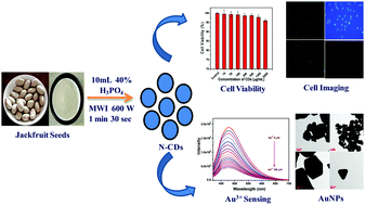 Graphical abstract: Facile and green synthesis of highly fluorescent nitrogen-doped carbon dots from jackfruit seeds and its applications towards the fluorimetric detection of Au3+ ions in aqueous medium and in in vitro multicolor cell imaging