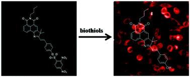 Graphical abstract: A naphthalimide-indole fused chromophore-based fluorescent probe for the detection of biothiol with red emission and a large Stokes shift