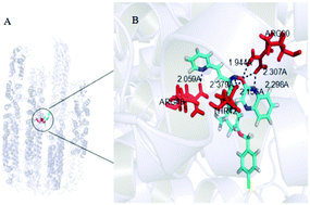 Graphical abstract: Synthesis, antiviral and antibacterial activities and action mechanism of penta-1,4-dien-3-one oxime ether derivatives containing a quinoxaline moiety