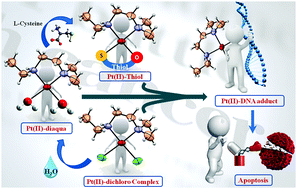 Graphical abstract: Synthesis and characterization of Pt(ii)-based potent anticancer agents with minimum normal cell toxicity: their bio-activity and DNA-binding properties