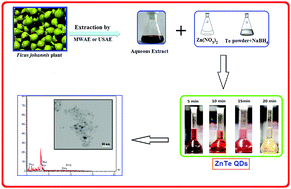 Graphical abstract: Ultrasonic and microwave assisted extraction as rapid and efficient techniques for plant mediated synthesis of quantum dots: green synthesis, characterization of zinc telluride and comparison study of some biological activities