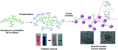 Graphical abstract: Phosphorylated micro- vs. nano-cellulose: a comparative study on their surface functionalisation, growth of titanium-oxo-phosphate clusters and removal of chemical pollutants