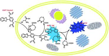 Graphical abstract: A novel and effective benzo[d]thiazole-based fluorescent probe with dual recognition factors for highly sensitive and selective imaging of cysteine in vitro and in vivo