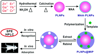 Graphical abstract: Construction of molecularly imprinted nanoplatforms with persistent luminescence for the in vitro specific adsorption and in vivo targeted regulation of food-borne biotoxins