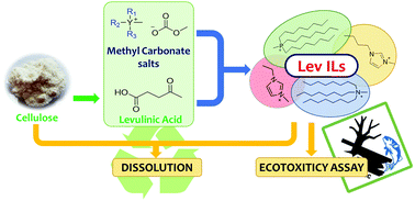 Graphical abstract: Insights into the levulinate-based ionic liquid class: synthesis, cellulose dissolution evaluation and ecotoxicity assessment