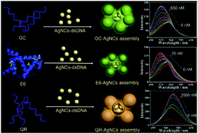 Graphical abstract: Highly sensitive detection of the human papillomavirus E6 protein by DNA-protected silver nanoclusters and the intrinsic mechanism