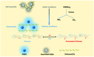 Graphical abstract: An rGQD/chitosan nanocomposite-based pH-sensitive probe: application to sensing in urease activity assays