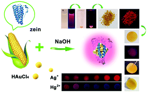 Graphical abstract: Dual-emitting zein-protected gold nanoclusters for ratiometric fluorescence detection of Hg2+/Ag+ ions in both aqueous solution and self-assembled protein film