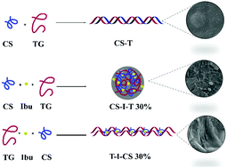 Graphical abstract: Investigation of the blends of chitosan and tragacanth as potential drug carriers for the delivery of ibuprofen in the intestine