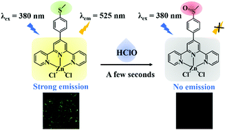 Graphical abstract: A fast-responsive fluorescent probe based on a terpyridine-Zn2+ complex for sensing hypochlorous acid in aqueous solution and its application in real water samples and bioimaging