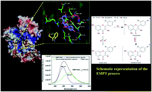 Graphical abstract: Monitoring fluorescence emission behaviors of dietary polyphenols in a serum albumin environment