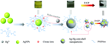 Graphical abstract: A novel and ultrasensitive yellow to taupe brown colorimetric sensing and removal method for Hg(ii) based on the thermosensitive poly(N-isopropyl acrylamide) stabilized silver nanoparticles