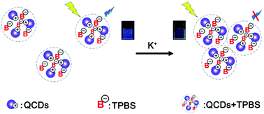 Graphical abstract: Synthesis of novel cationic carbon dots and application to quantitative detection of K+ in human serum samples